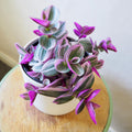 Tradescantia Plant Live 4'' Pot, Variegated Wandering Jew, Tradescantia Hanging Vine, Indoor Houseplant for Planting (Pink Wandering Jew)