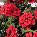Set 2 Verbena Plants, Live Flowering Verbena Plant, Vibrant Flower Plant for Indoor Outdoor Planting, Hardy and Well Rooted, 4-8 Inches Tall