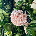 Hindu Rope Plant, Hoya Plant, Starter Plant in 3 Inches Pot, House Plant