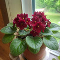 African Violet Live Plant in 4 Inch Pot, Flowering Houseplant, Easy Care Indoor Plant with Vibrant Blooms (Red African Violet)