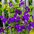 Clematis Vine Plant Live for Planting, Deep Purple Clematis Plant Live in 2.5 Inches Pot, Clematis Flowers Perennial