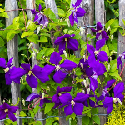Clematis Vine Plant Live for Planting, Deep Purple Clematis Plant Live in 2.5 Inches Pot, Clematis Flowers Perennial