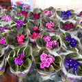 2 Assorted African Violet Live Plants, African Violet Houseplant in 4" Pots, Blooming Indoor Plant for Home or Office with Vibrant Flowers, Random Colors