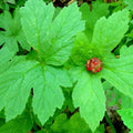 10 Goldenseal Plant Roots Perennial Herb Goldenseal Plants Roots for Planting