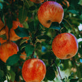 Honey Crisp Apple Tree Live Plant, Fruit Bearing Tree, 2-3 Ft Tall