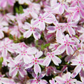 Pink White Creeping Phlox Plant in Quart Pot, 3-6" Live Garden Phlox Plants, Pink White Blooms, Perennial Groundcover
