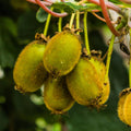 Hardy Male Kiwi Plants Live for Planting, Size Starter from 5 to 10 Inches Tall, Berry Vine, Cold Hardy Edible Fruit Vines for Home Garden