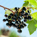 Black Currant Live Fruit Plant, 6-12" Tall Starter Shrub for Garden, Patio, and Outdoor Spring Growing
