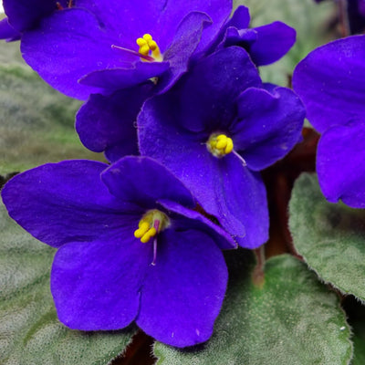 Blue African Violet Plant Live, 4 Inch Pot, Indoor Flowering Plant