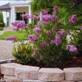 Pink Lilac Bushes Ready to Plant, Lilac Syringa Trees Live Plants, Fragrant Shrub for Planting, 9 Months Old Tree