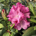 Light Pink Azalea Plant Live, 7 Months Old Rhododendron Like, Azalea Rhododendron Tree Flowers Plants Live Bush in Pot