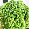 Live String of Pearls Plant, Green String of Pearls Succulent Plant for Planting 4 Inch Pot