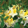 Azalea Rhododendron Plant Live, 7 Months Old, Azalea Rhododendron Tree Flowers Plants Live Bush in Pot (White Yellow)