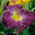 Daylily Plant, Purple Yellow Daylily Plant for Planting, Daylilies Perennial Plant, Daylilies Live Plant, Live Daylily Flowers Plant 4 Inches Potted for Garden