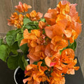 2 Gold Bougainvillea Plants Live Rooted for Garden, Bougainvillea Live Plant, 4 Inc to 6 Inc Tall, Live Bougainvillea Plant