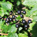Consort Currant Plant Live Well Rooted 5-9 Inch Tall, Black Currant Bush Live Plant, Currant Berries