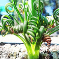 Frizzle Sizzle Albuca Spiralis Plant Live in 3 Inch Pot, Ornamental Albuca Spiralis Succulent Live Plant, Curly Grass Houseplant