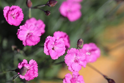 Dianthus Perennial Plants, Tiny Dianthus Fragrant, Hardy Groundcover 2.5 Inc Pot