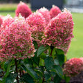 Pink Hydrangea Plant Live for Planting, 6-12" Tall, Hydrangea Tree Live Plant in Pot, Hydrangea Flowers