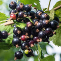 Black Currant Plant Live, Black Curant Bush Live Plant 5-9 Inch Tall, Curant Berry Fruit Tree Well Rooted