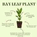 Set of 2 Bay Leaf Plants Live, Bay Laurel Culinary Herb Plants, 5–8 Inches Tall, Fragrant Herb for Indoor or Outdoor Growing