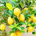 Sets 2 Meyer Lemon Tree Live Plant Potted, 1-2" Starter Yellow Lemon Lime Tree, Fragrant Indoor Outdoor Spring Planting