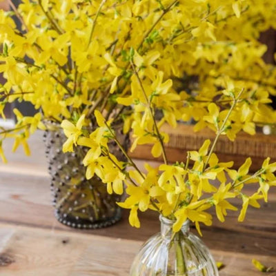 Lynwood Gold Forsythia Plant Live, Yellow Forsythia Shrub Golden Bells, Hardy Forsythia Tree for Landscaping, 5-6 Inch Tall, Live Plant in 4'' Pot, Well-Rooted