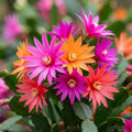 Set 2 Mix Easter Cactus Plants Live, Assorted Holiday Easter Cactus Live Plants, 2 Inc Pot, 3-5 Inc Tall, Vibrant Bloom Color Succulent Houseplant