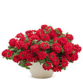 Pack 3 Red Verbena Plants Live Perennial Ground Cover, No Pot, 1-3" in Tall, Can Grow As Trailing Bushes, Spring Flowers