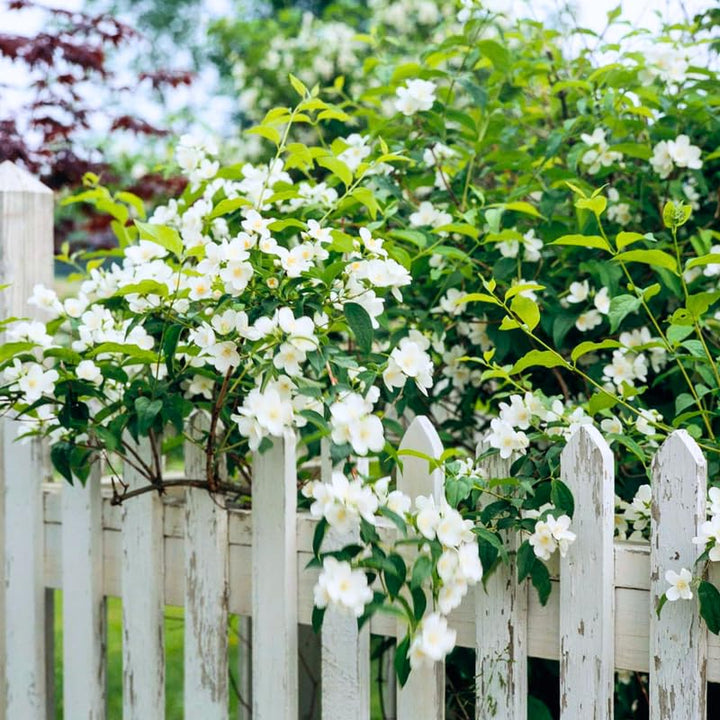 Mock Orange Shrub Live Plant in Gallon Pot, 9-15" Tall Fragrant Philadelphus Flowering Shrub for Outdoor Planting