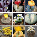 30 Rare Lithops Succulents Plants Live, Multicolor Lithops Live Plants Living Stone for Indoor Gardens