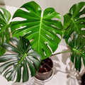 Monstera Plant Live in 4'' Pot, Swiss Cheese Live Plant for Home and Office Decoration, Live Houseplant, 5-7 Inc Tall