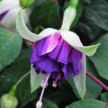 Pack 2 Fuchsia Plants Live, Vibrant Fuchsias Hanging Flowering Plant 3-5 Inches, Gardens, Patios, and Indoor Growing (Purple White Flowers)
