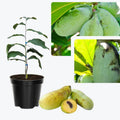 2 Bare Roots, Paw Paw Plants Live, Common Pawpaw Tree Live Plants, 6 to 11 Inc in Height