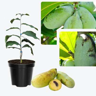 2 Bare Roots, Paw Paw Plants Live, Common Pawpaw Tree Live Plants, 6 to 11 Inc in Height