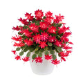 Red Easter Cactus Live Plant, Hardy Perennial Easter Cactus, Vibrant Pink Blooming Spring Cactus, Indoor Houseplant, Flowering Holiday Cactus, 4–6 Inch Tall