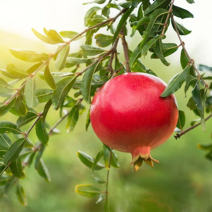Wonderful Pomegranate Tree Live Plant, 16-20" Tall, Gallon Pot, Sweet Pomegranate Plant Live to Grow, Red Pomegranate Fruit Tree