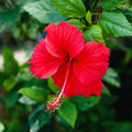 3 Hardy Hibiscus Plants Live, Red Hibiscus Flowers Plant, Hibiscus Live Plant, 5 to 7 Inc in Height Seedling, No Pot
