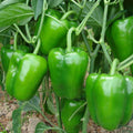 2 Sweet Bell Pepper Plants Live 100 Days Old Seedlings for Growing Outdoors, Red or Green Color