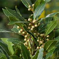Bay Leaf Laurel Trees, Sweet Bay Leaf Plants, Laurus Nobilis Indoor Outdoor Planting 8-10 Inches