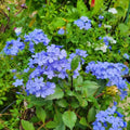 Blue Plumbago Plant Live, Plumbago Flower Live Plants, 4-6 Inches Tall, Tropical Flowering Shrub for Indoor Outdoor Garden