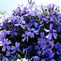 Blue Lavender Creeping Phlox Plants, Starter Phlox Live Plant, Well Rooted, Creeping Perennial Ground Cover, 2 to 4 Inc Tall