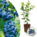 Emerald Blueberry Plant Live for Planting, Blueberry Bushes for Planting, 4"-7" Cold Hardy Blueberries Southern Highbush