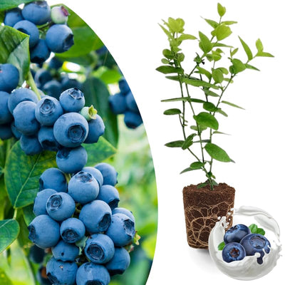 Emerald Blueberry Plant Live for Planting, Blueberry Bushes for Planting, 4"-7" Cold Hardy Blueberries Southern Highbush