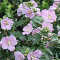 1 Light Pink Rose of Sharon Plant Live 4 Inch Pot, Hardy Hibiscus Shrub with Vibrant Blooms, Althea Hibiscus Syriacus Flowers