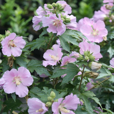 Light Pink Rose of Sharon Plant Live 4 Inch Container, Hardy Hibiscus Plant Live, Althea Hibiscus Syriacus Flowers
