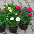 Mini Rose Bush Live Plant in 3.5'' Pot, Miniature Rose Plant Live, 3-5'' Tall, Mini Rose Plant, Live Flower Plant for Office and Home Decoration (Red)