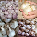 1/2 LB Mixed Garlic Bulbs for Planting in Fall, High Yield Hardneck Garlic Cloves Seeds, Fresh, Cold Hardy and Fast Growing, Various Varieties