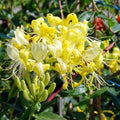 Yellow White Climbing Honeysuckle Plant Live, Fragrant Honeysuckle Plants Vine Bushes in 2.5 Inch Pot
