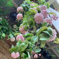 Hoya Plant Live Houseplants, Hoya Live Plant, in 4" Pot, Hoya Hindu Rope